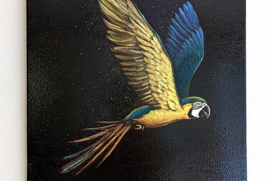 Parrot Flight - Featured image
